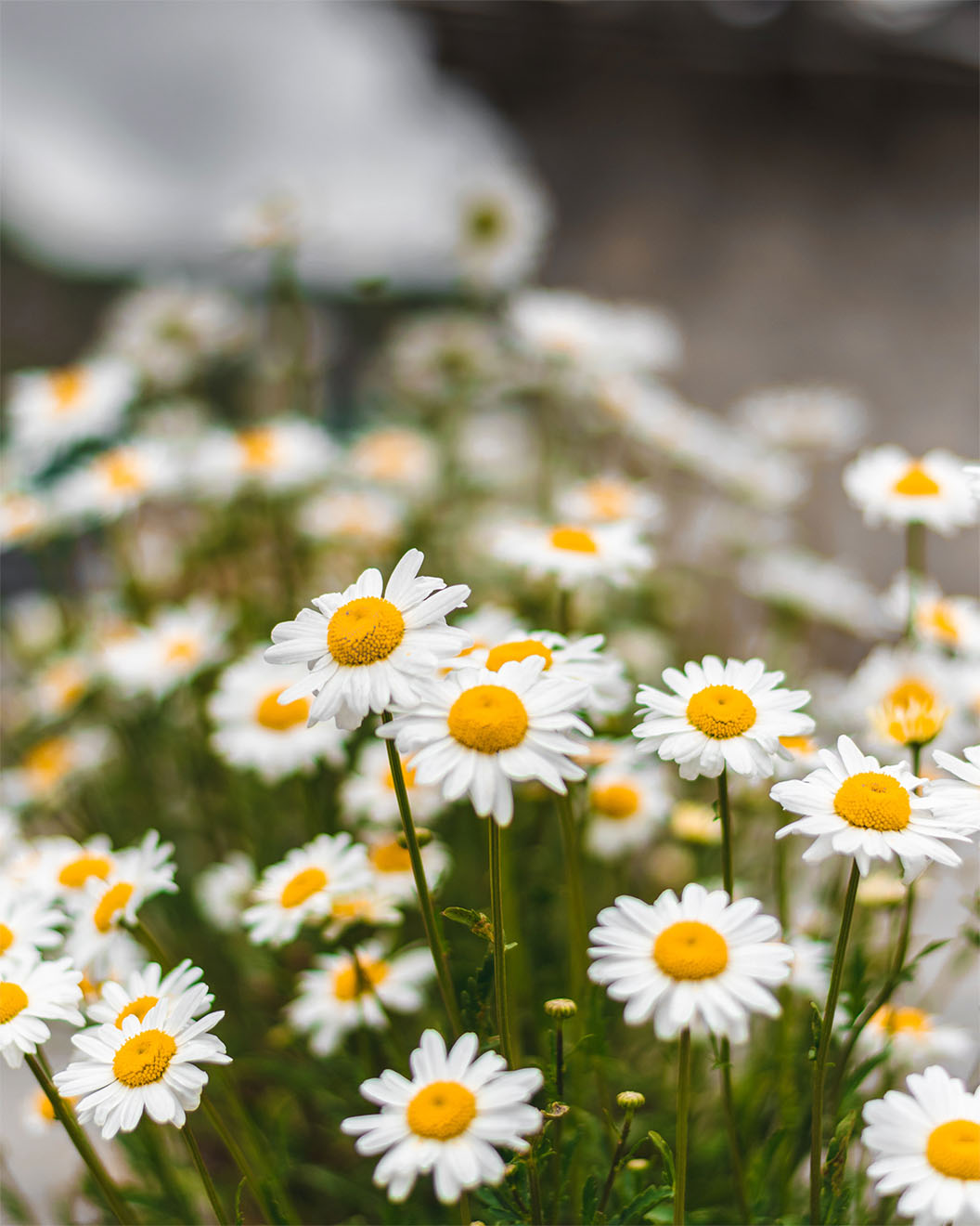 close up of daisies